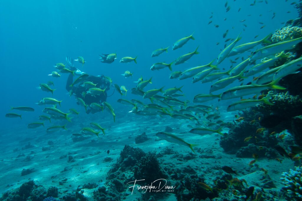 Funny Diving goes Dahab