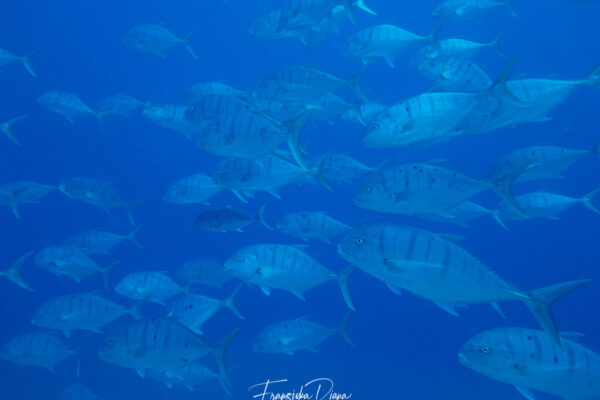 Seychellen Unterwasser mit Funny Diving