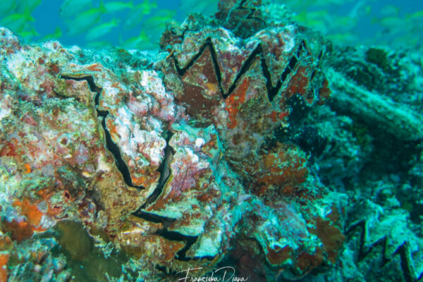 Seychellen Unterwasser mit Funny Diving