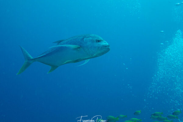 Seychellen Unterwasser mit Funny Diving