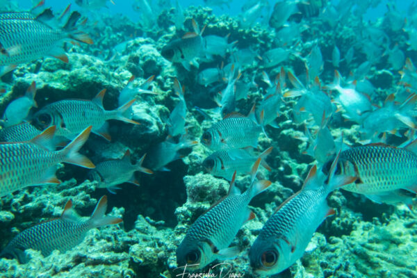 Seychellen Unterwasser mit Funny Diving