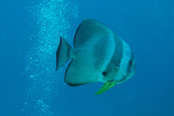 Seychellen Unterwasser mit Funny Diving