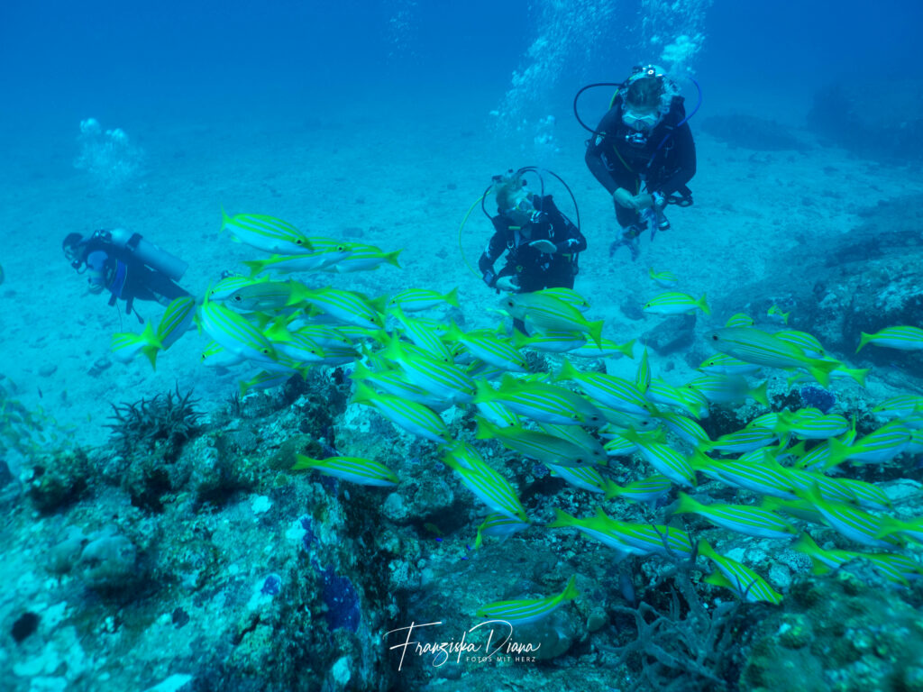 Funny Diving goes Seychelles