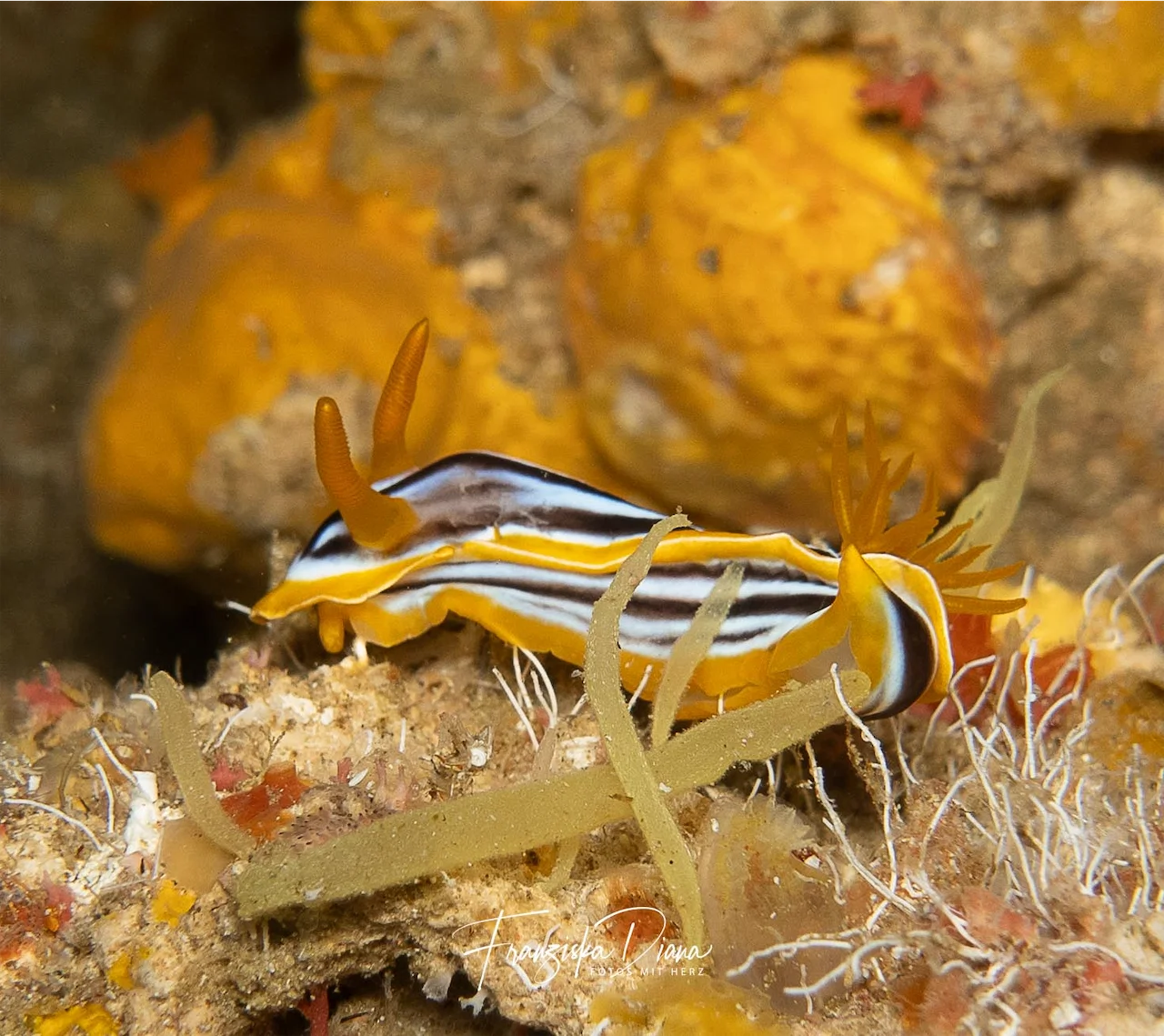 Wie jedes Jahr sind wir auch im 2026 wieder in Dahab